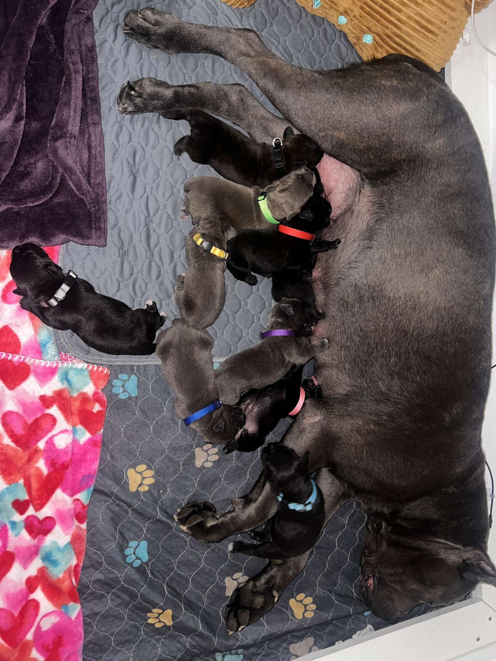 Laila Ali nursing her puppies