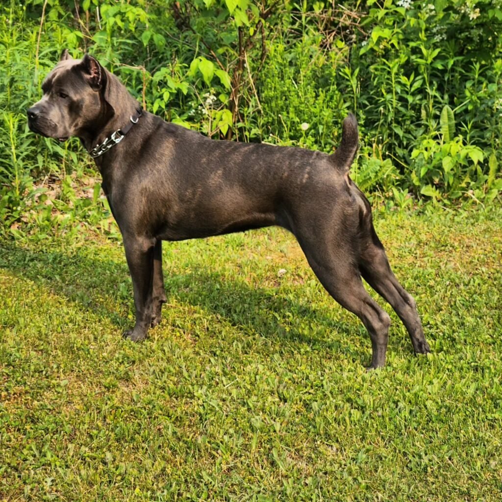 Laila Ali, Campione Cane Corso