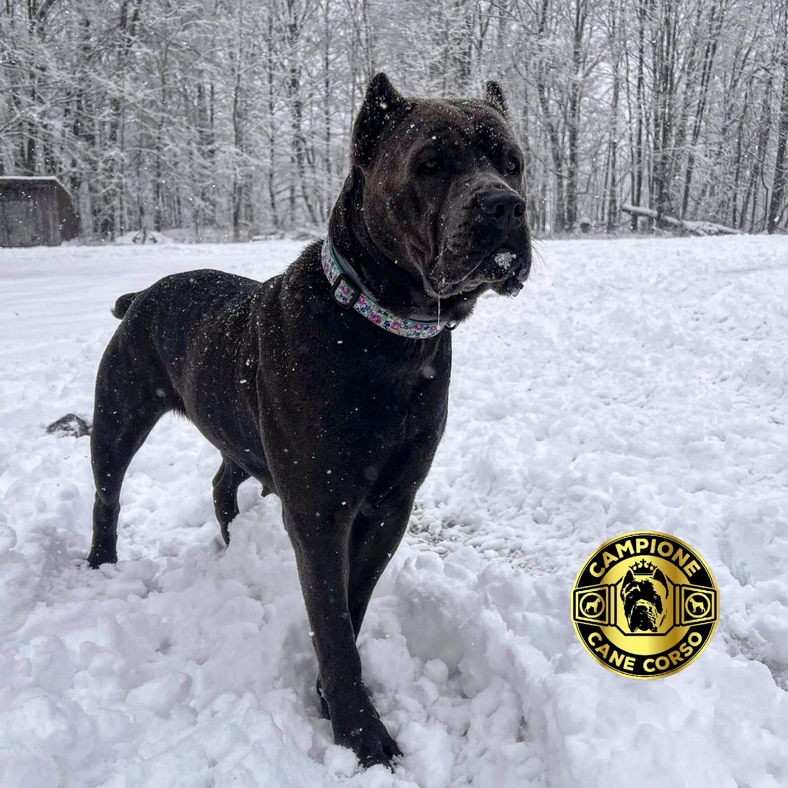 Laila Ali, Campione Cane Corso foundation female, standing in snow