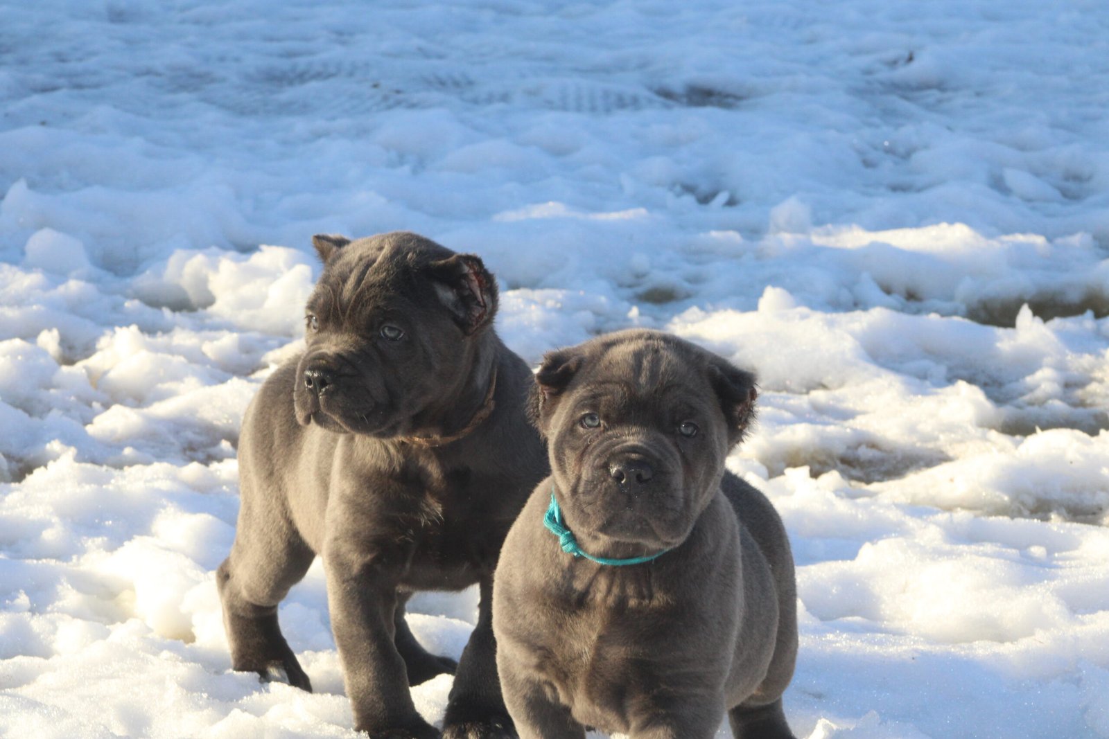 Two Campione Cane Corso puppies in the snow