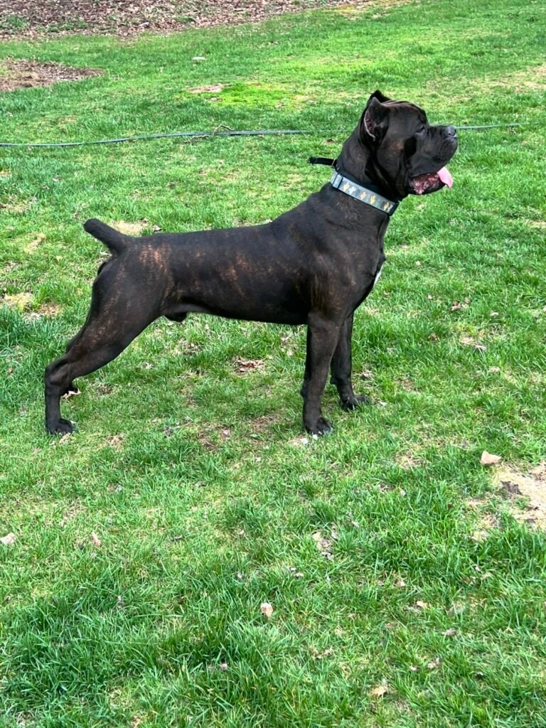 Rampage Jackson stacking in the yard