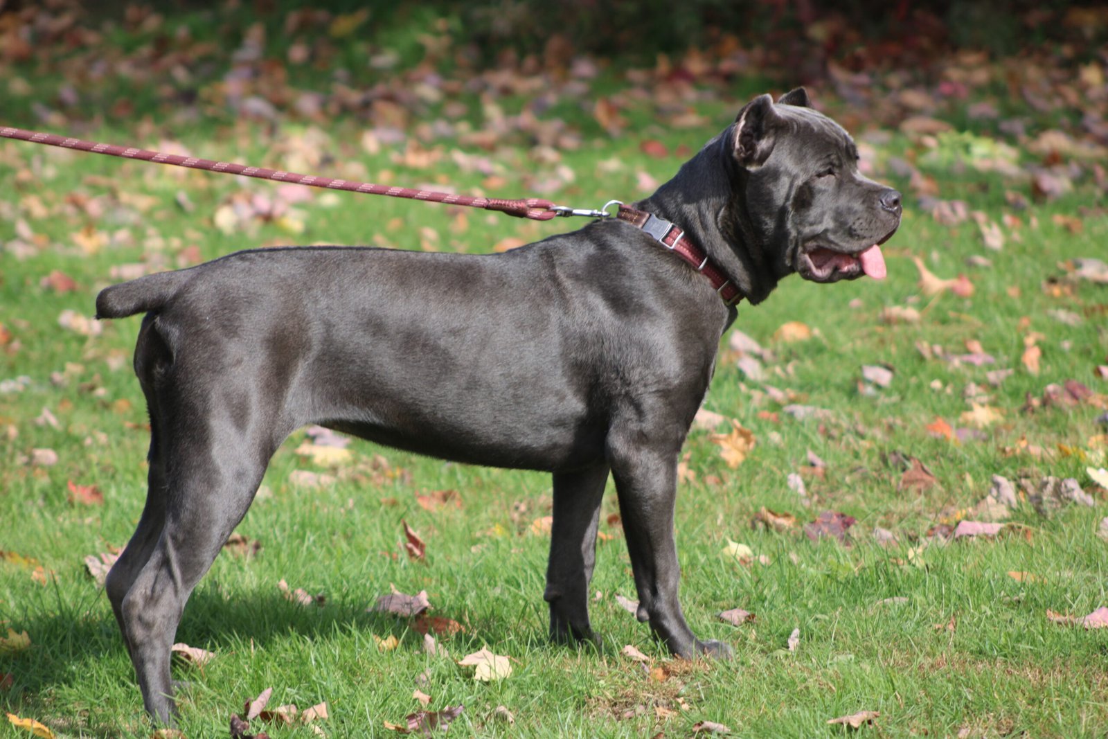 Rhonda Rousey, Campione Cane Corso female