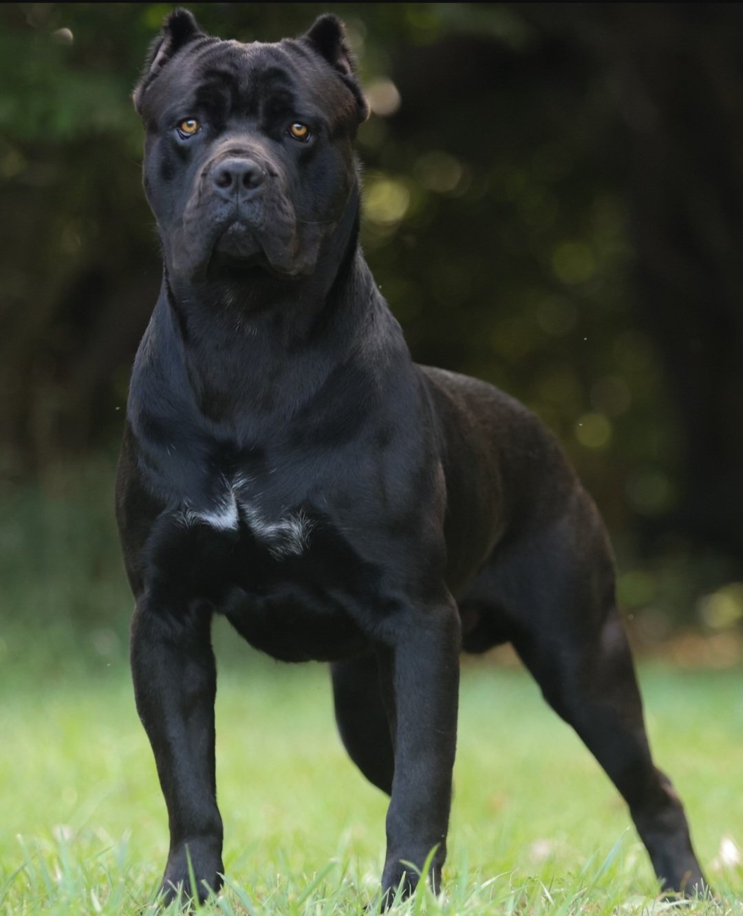 Theo Von, Campione Cane Corso male