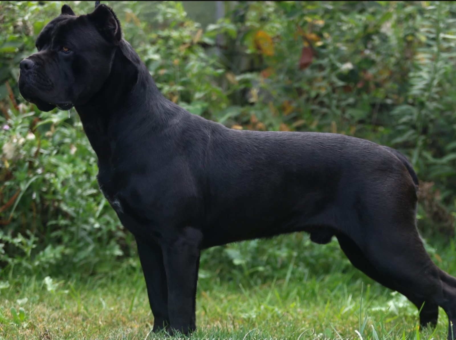 Theo Von, Campione Cane Corso