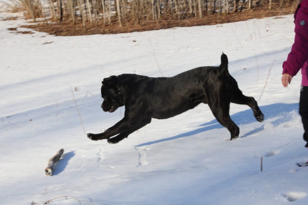 Theo Von, a Campione Cane Corso, running in the snow