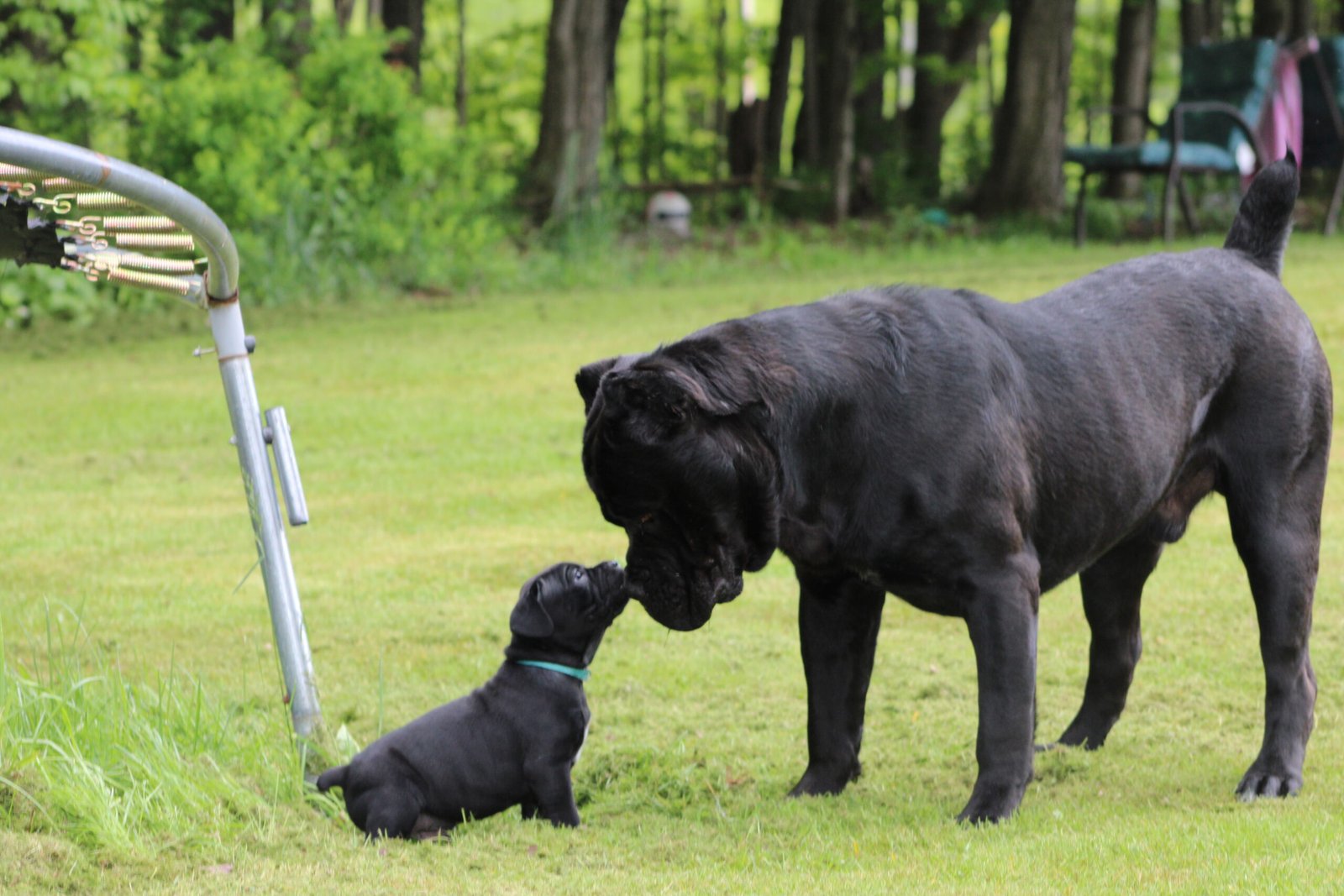 Theo greeting a Campione Cane Corso puppy nose to nose