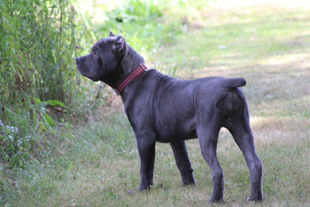 Campione Cane Corso standing in the yard