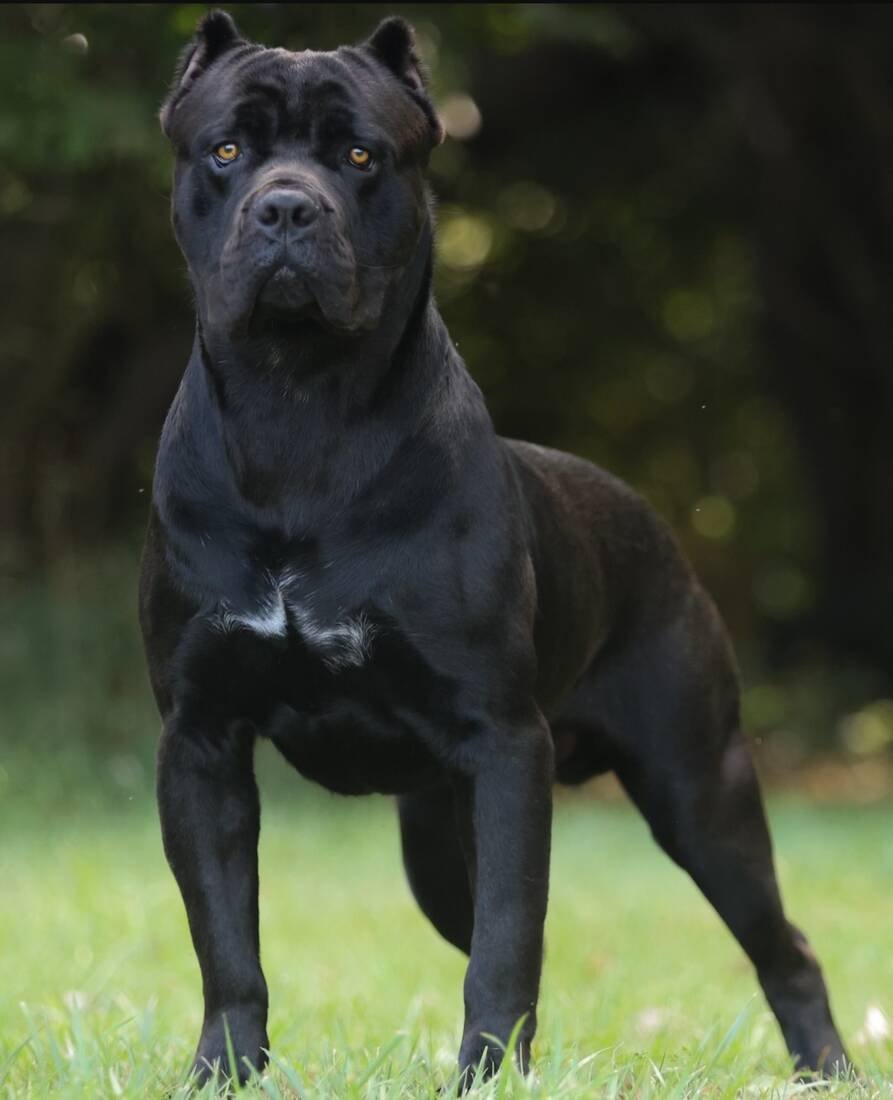 Theo Von