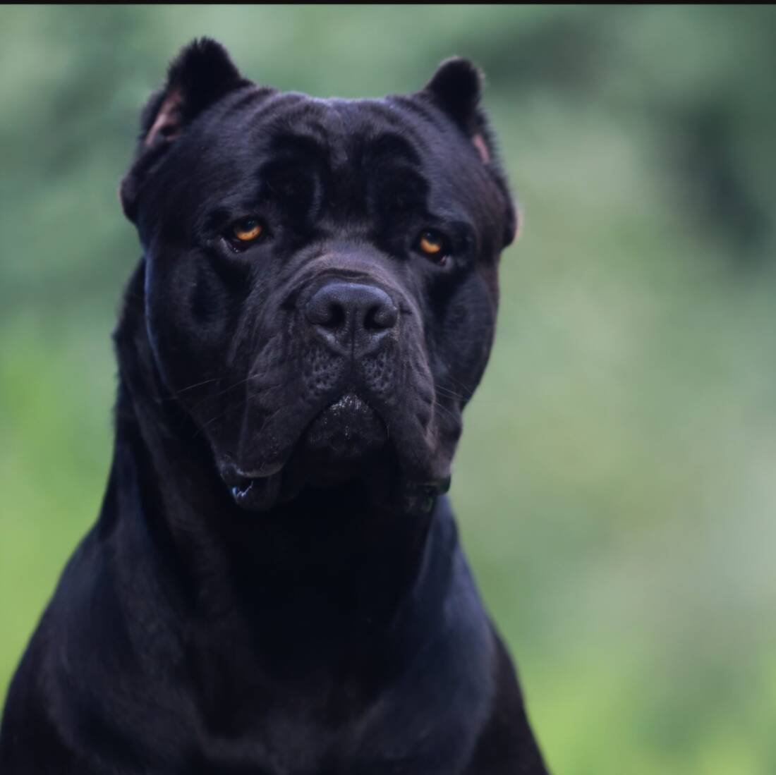 Theo Von portrait