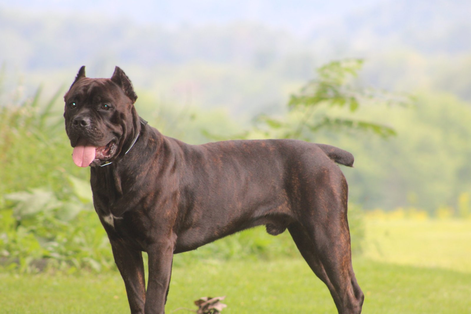 Rampage Jackson, Campione Cane Corso male