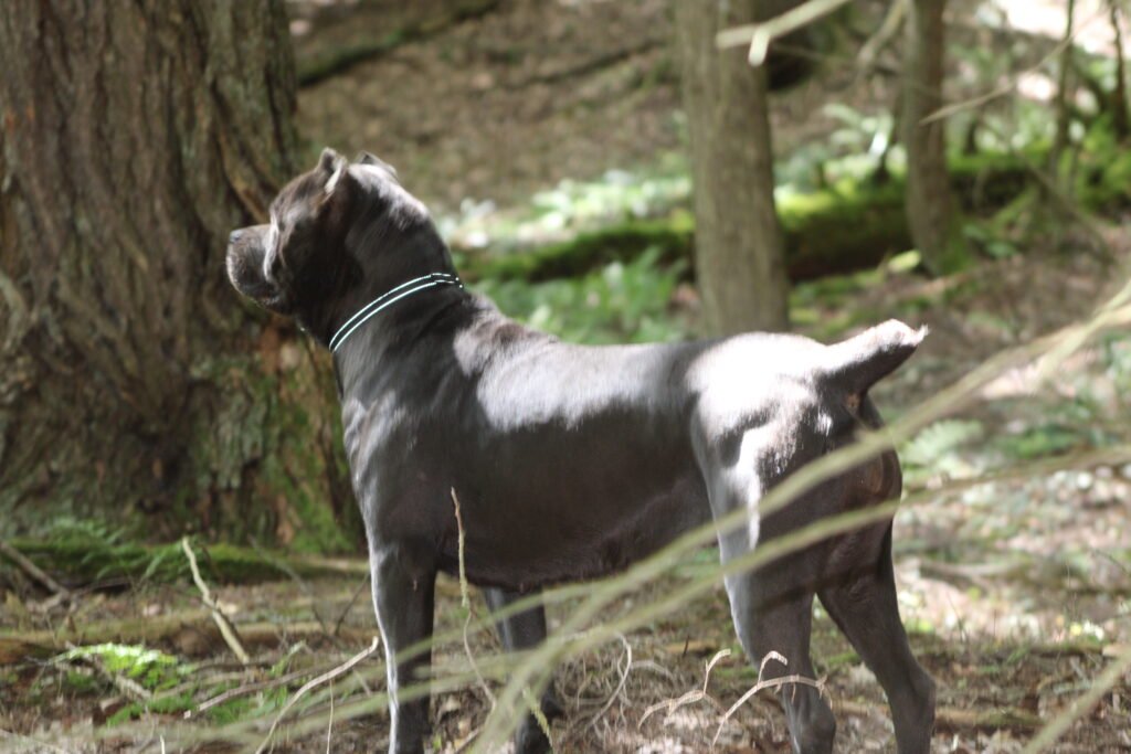 Rousey in the woods