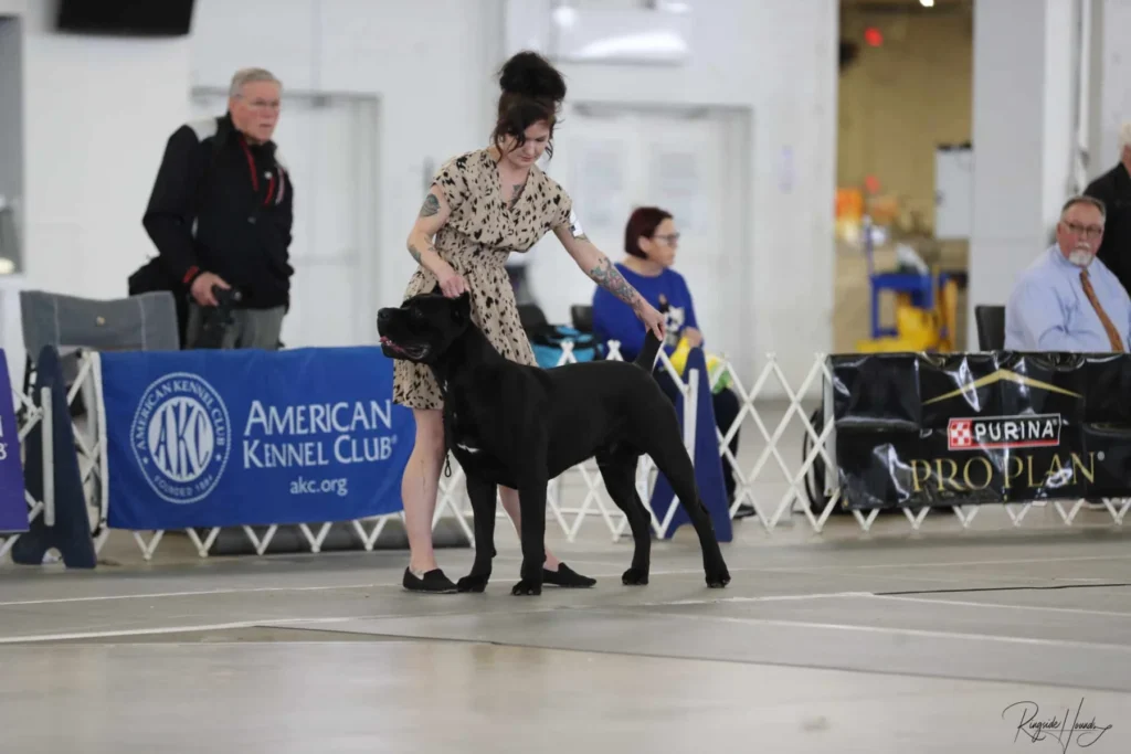 Cash stacked in the AKC conformation ring