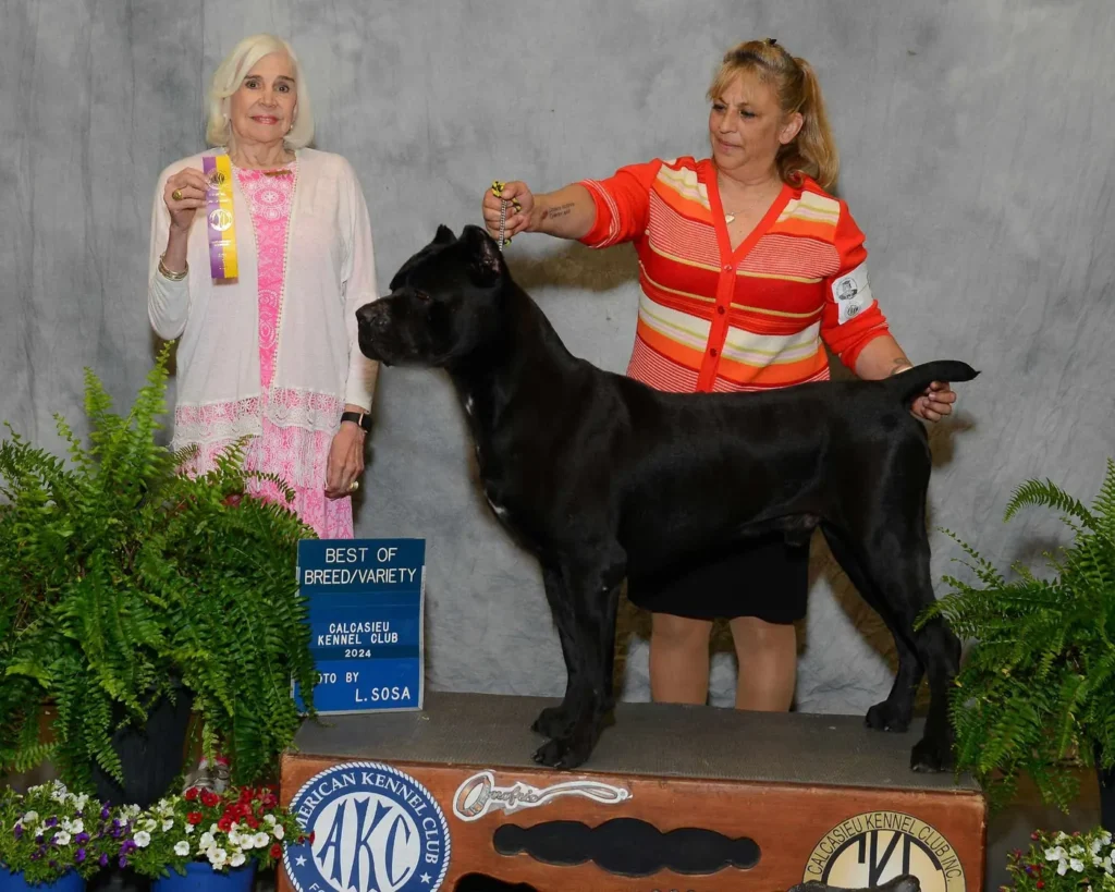 Cash, AKC Grand Champion Cane Corso, winning Best of Breed at an AKC show