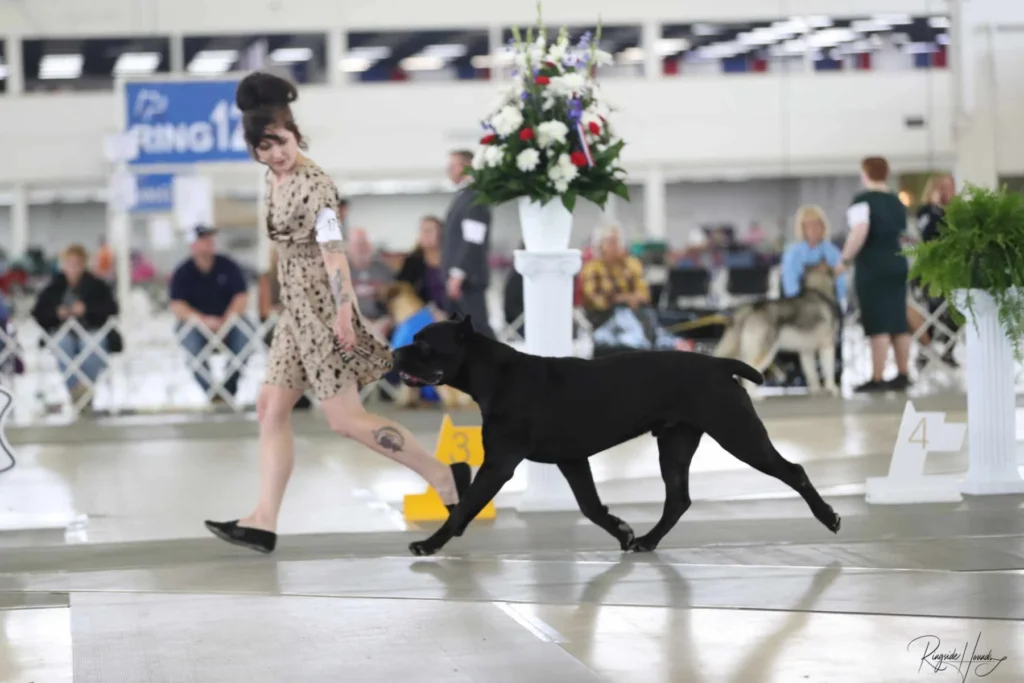 Cash gaiting in the show ring, showing his movement