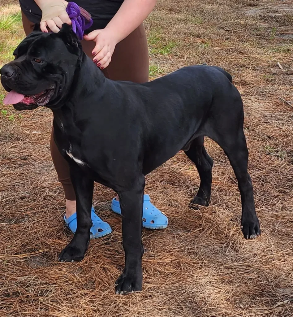 Cash, AKC Grand Champion Cane Corso and sire of the Rise of an Empire litter