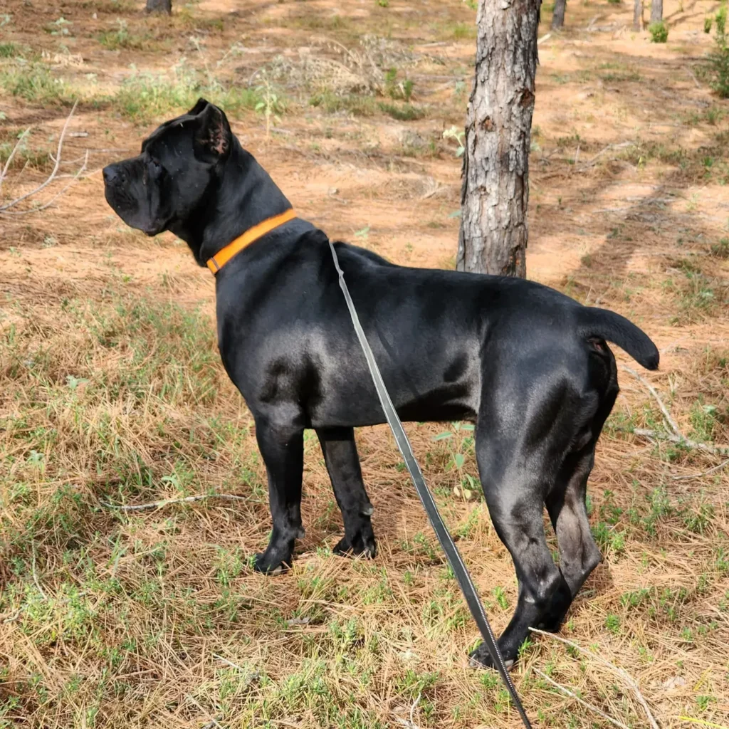 Cash, black Cane Corso, standing in profile outdoors