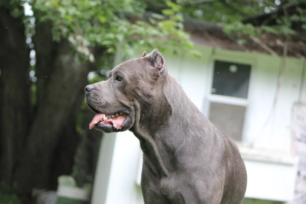 Laila Ali, grey Cane Corso and foundation female of Campione Cane Corso