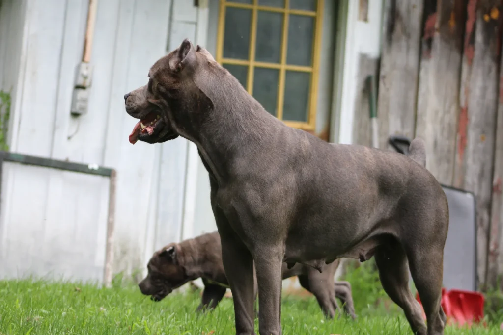 Laila Ali, grey Cane Corso, standing in profile in the yard