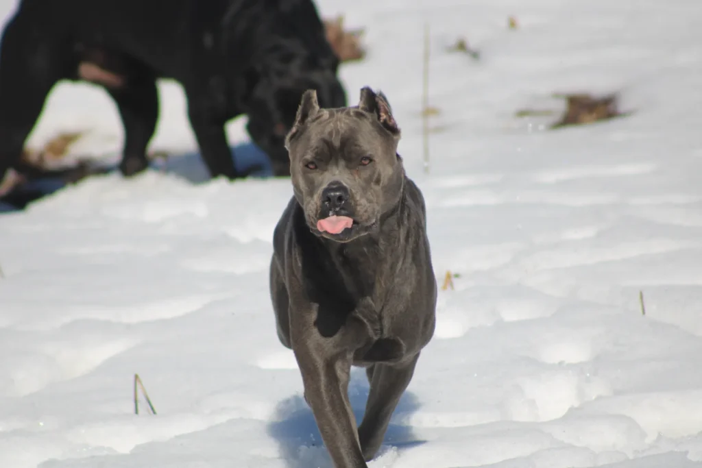 Laila Ali moving through the snow